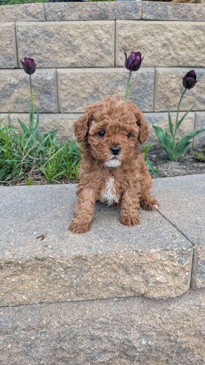 CAVAPOO (03/24) MALE