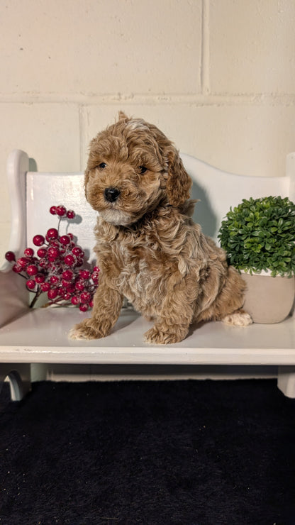 MINI POODLE (NOV 18) FEMALES