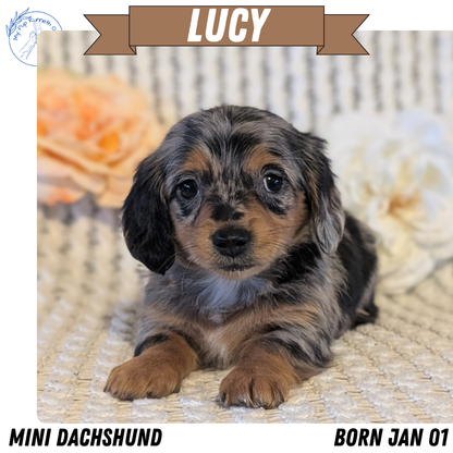 MINI DACHSHUND (JAN 01) FEMALES