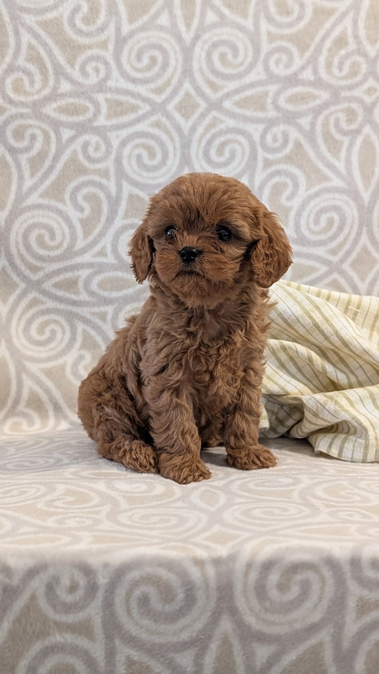 CAVAPOO (FEB 24) FEMALE