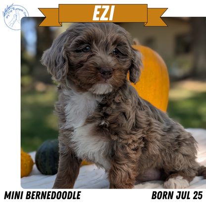 MINI BERNEDOODLE (07/25) FEMALE
