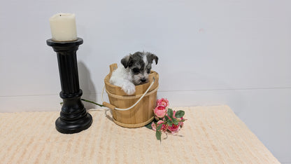 MINI SCHNAUZER (02/18) FEMALE