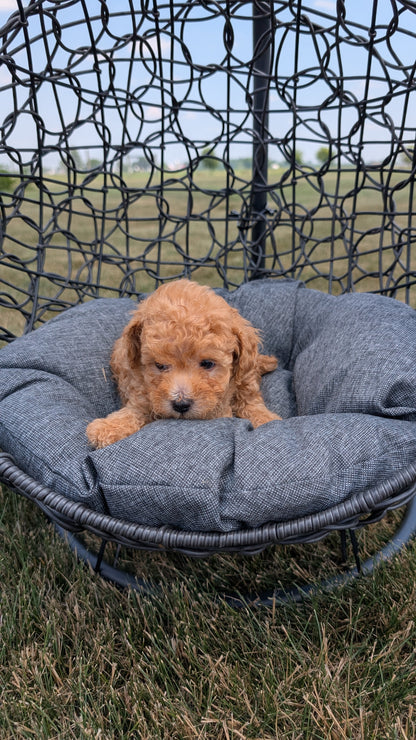 TOY POODLE (05/31) MALE