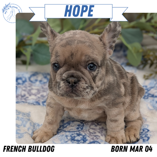 FRENCH BULLDOG (03/04) FEMALE