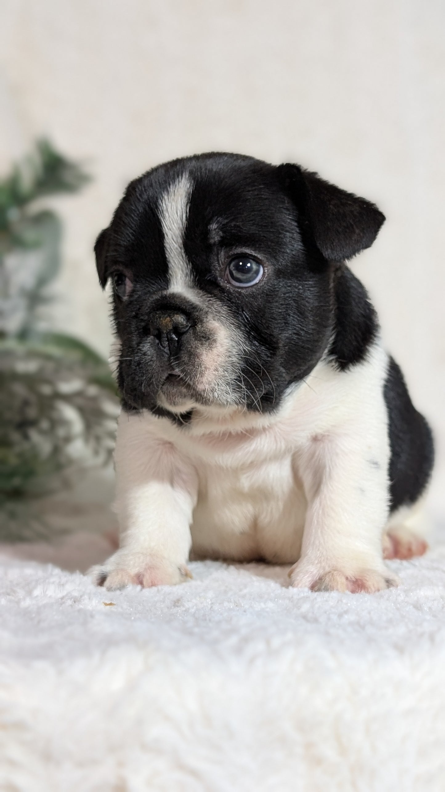 FRENCH BULLDOG (OCT 08) MALES