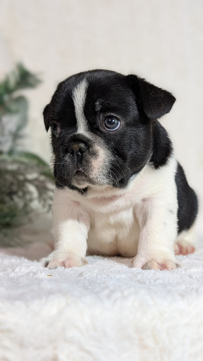 FRENCH BULLDOG (OCT 08) MALES