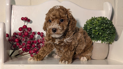 MINI POODLE (NOV 18) MALES