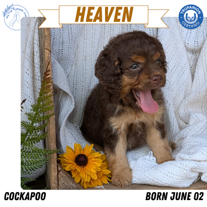 COCKAPOO (06/02) FEMALE