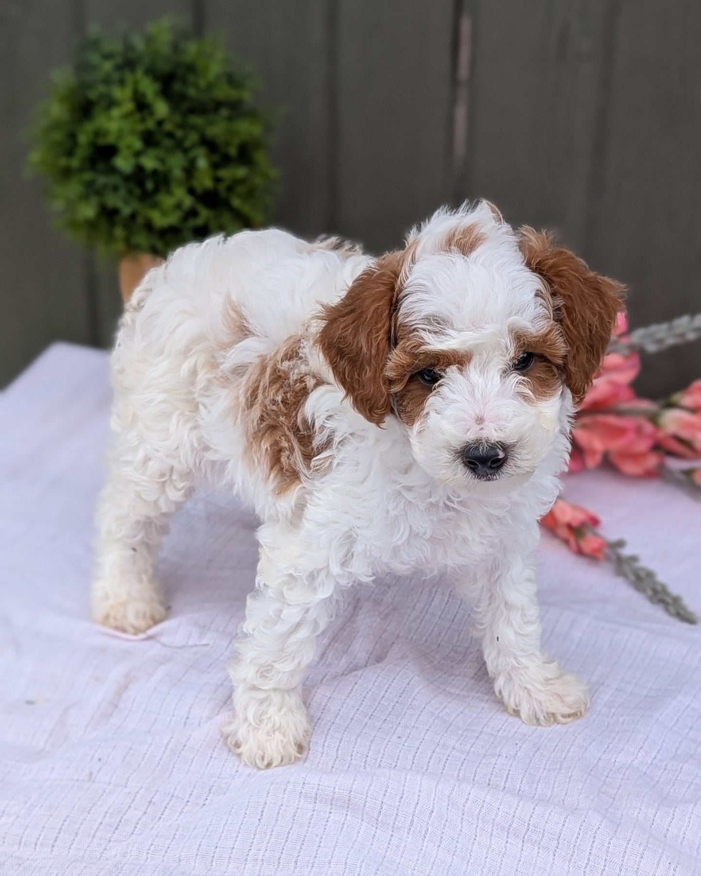 MINI POODLE (MAY 08) MALES