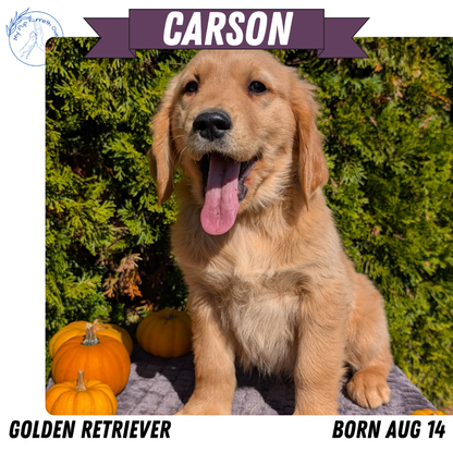 GOLDEN RETRIEVER (08/14) MALE