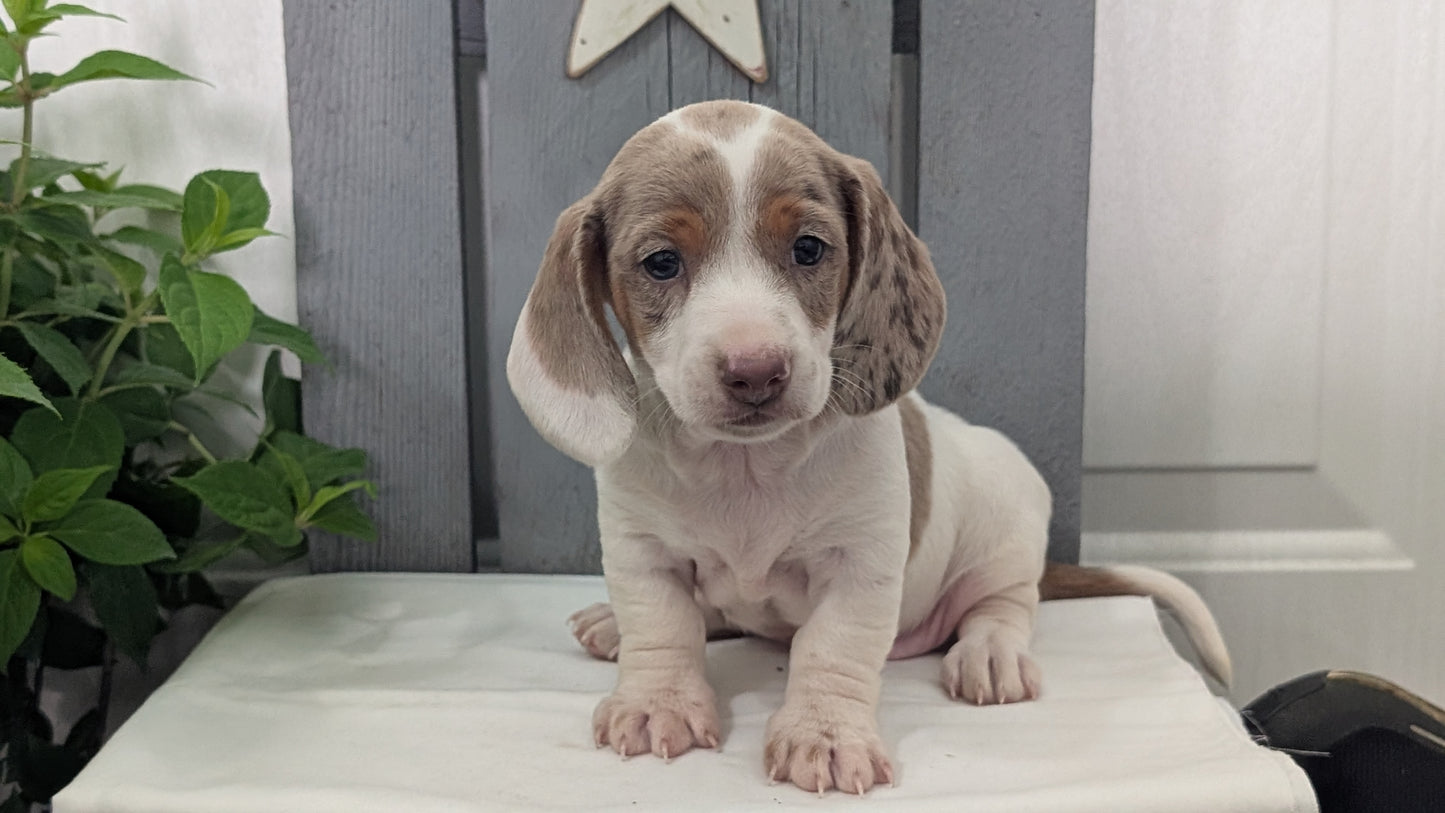 MINI DACHSHUND (MAR 23) MALES