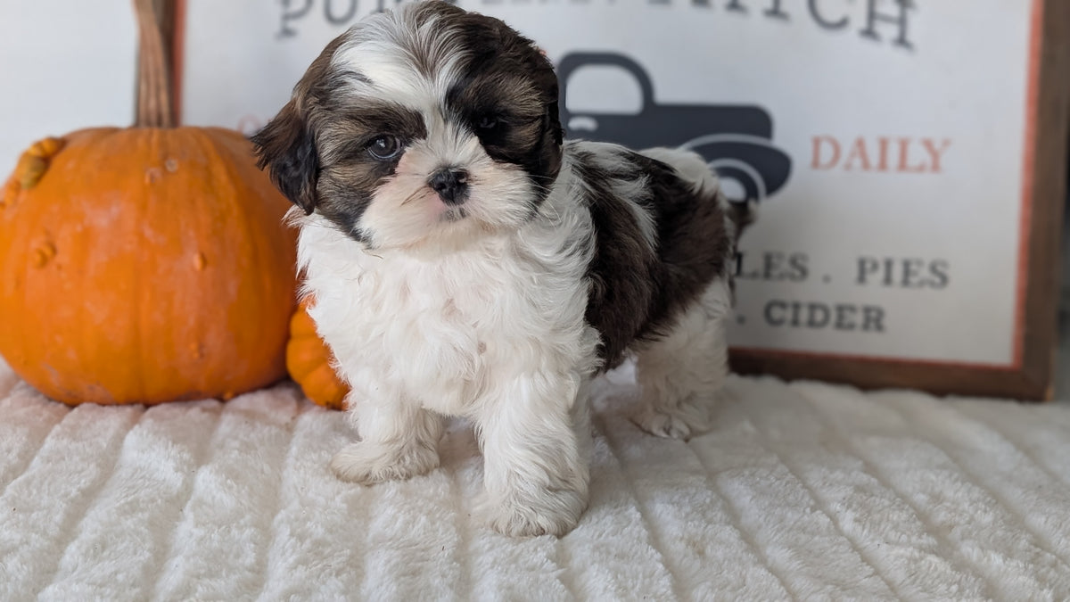 SHIH TZU (AUG 17) 2 FEMALES/3 MALES