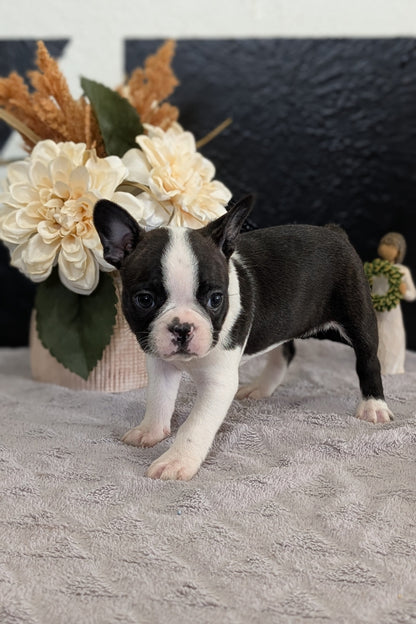 BOSTON TERRIER (FEB 09) FEMALES