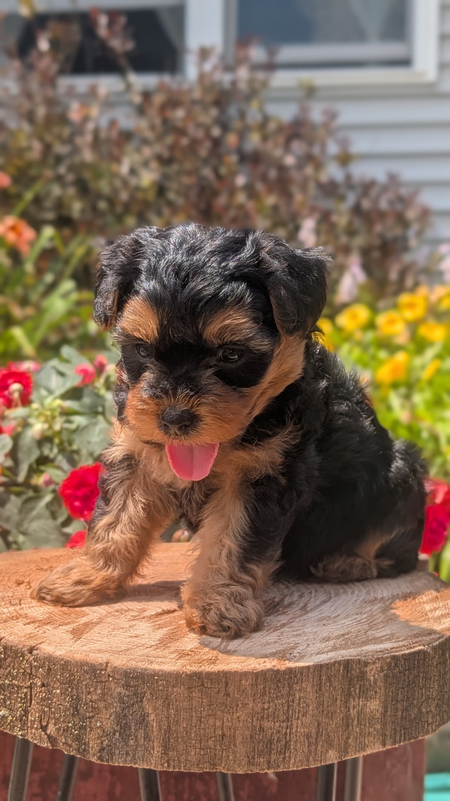 YORKIPOO (MAY 26) MALES
