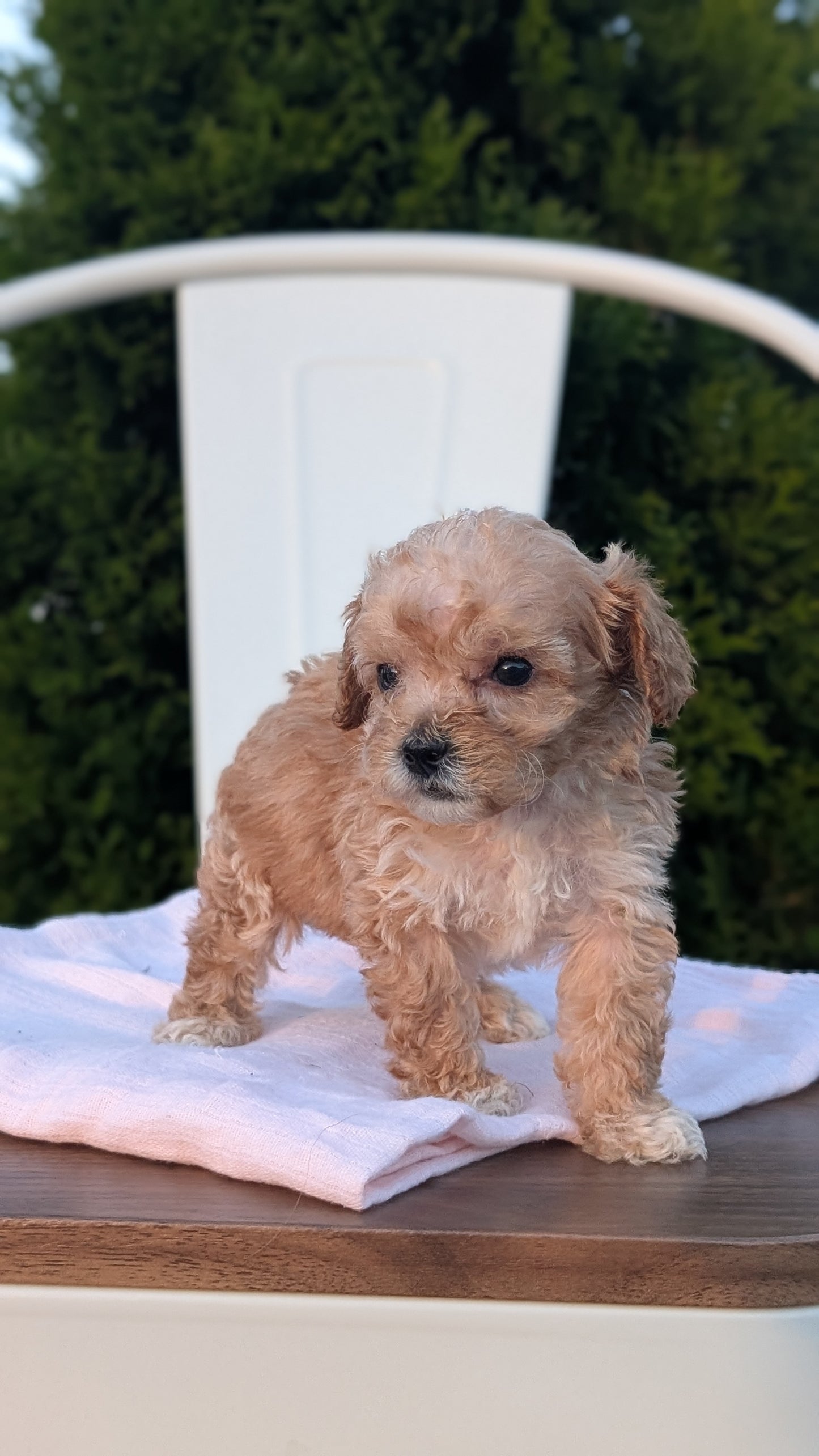 MINI POODLE (MAY 12) MALES
