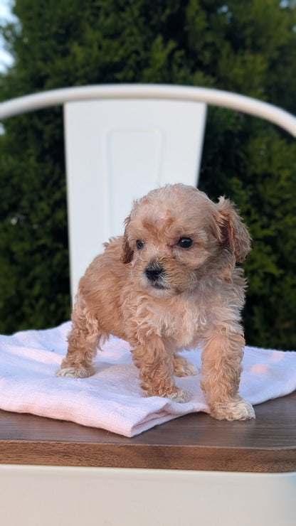 MINI POODLE (MAY 12) MALES