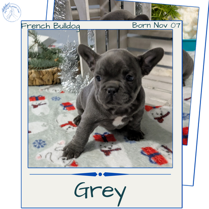 FRENCH BULLDOG (11/07) MALE