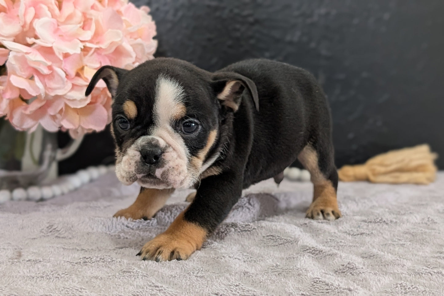 ENGLISH BULLDOG (FEB 09) MALES