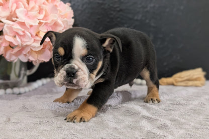 ENGLISH BULLDOG (FEB 09) MALES