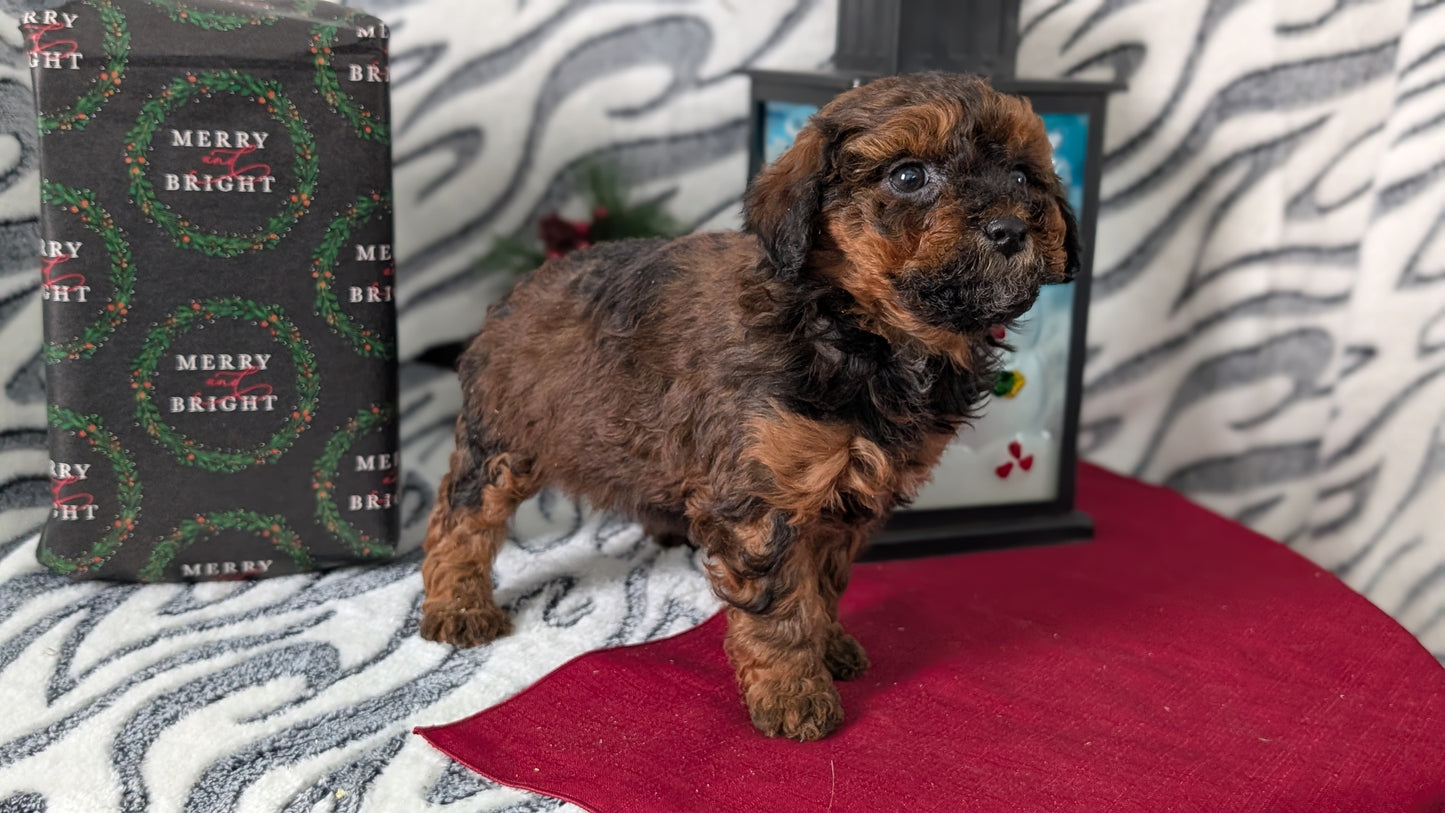 MINI LABRADOODLE (OCT 20) FEMALES