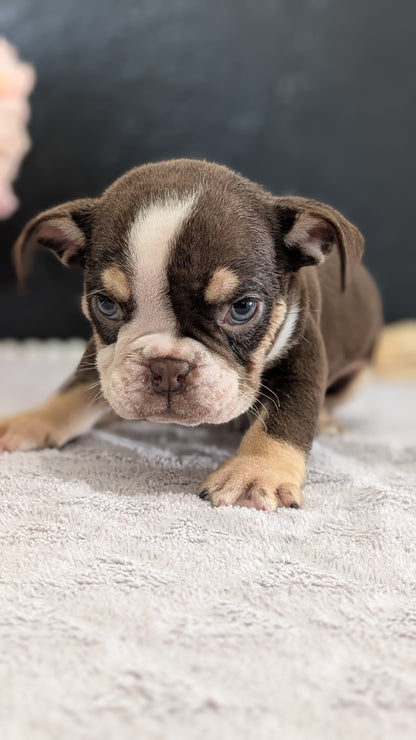 ENGLISH BULLDOG (FEB 09) MALES