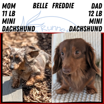MINI DACHSHUND (MAY 13) MALE