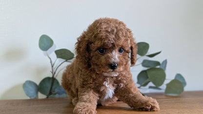 CAVAPOO (JUN 25) FEMALES