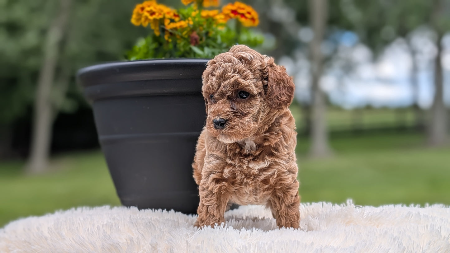 MINI POODLE (MAY 12) FEMALES