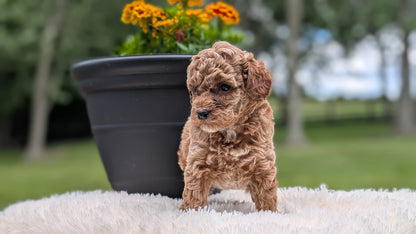 MINI POODLE (MAY 12) FEMALES