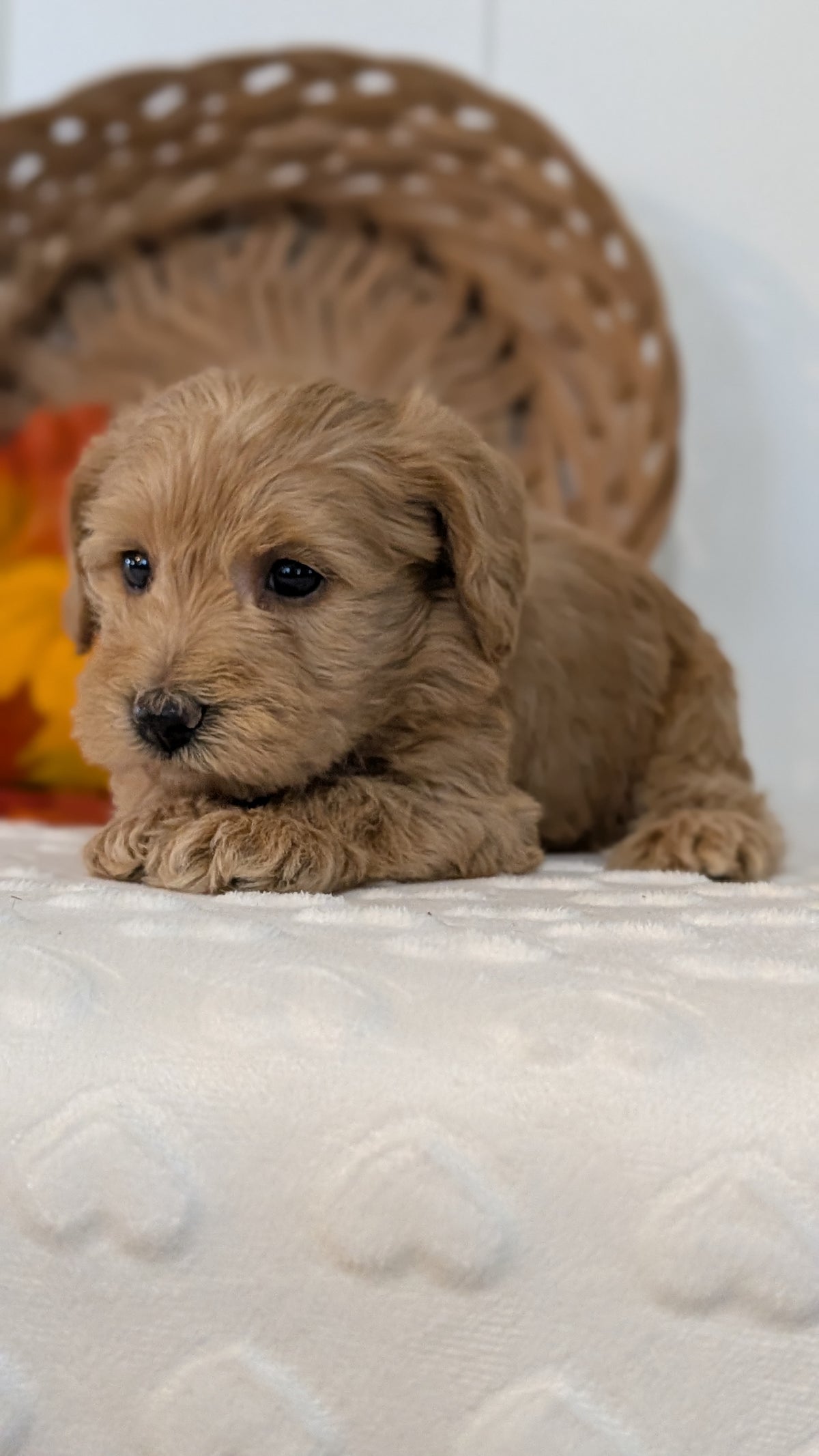 SCHNOODLE (SEP 03) 4 FEMALES/3 MALES