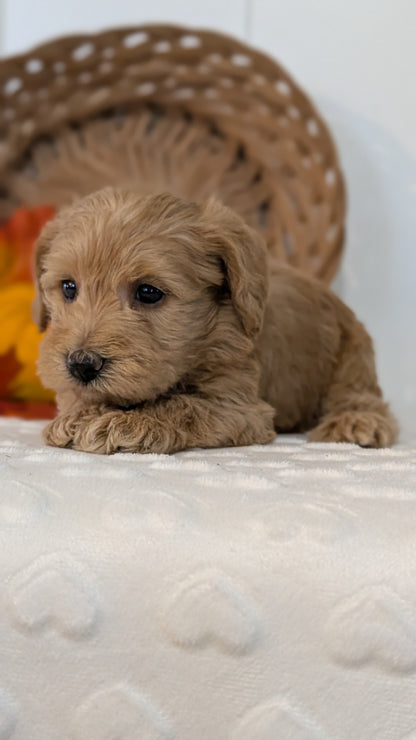 SCHNOODLE (SEP 03) 4 FEMALES/3 MALES