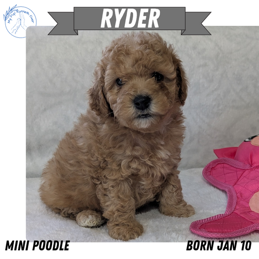 MINI POODLE (01/10) MALE