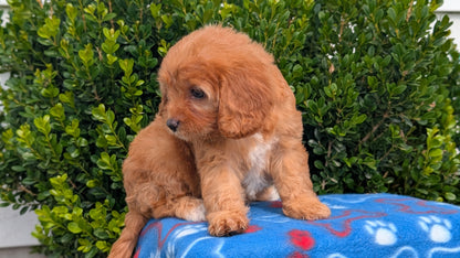 CAVAPOO (MAY 25) FEMALES