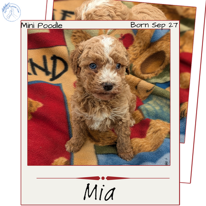 MINI POODLE (09/27) FEMALE
