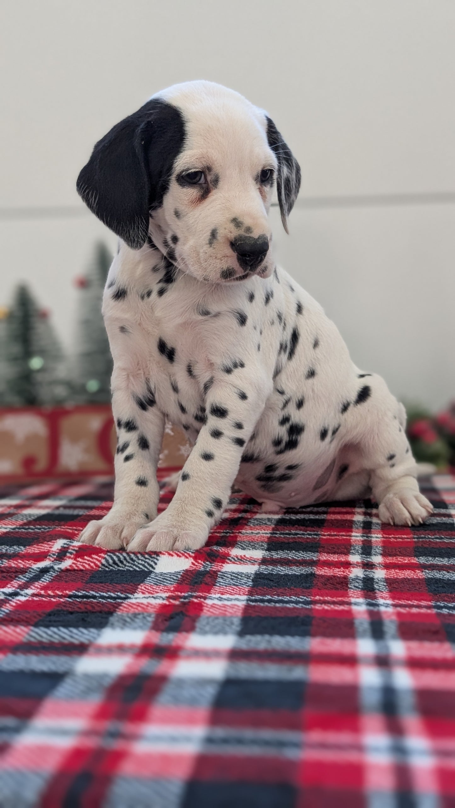 DALMATIAN (OCT 26) MALES