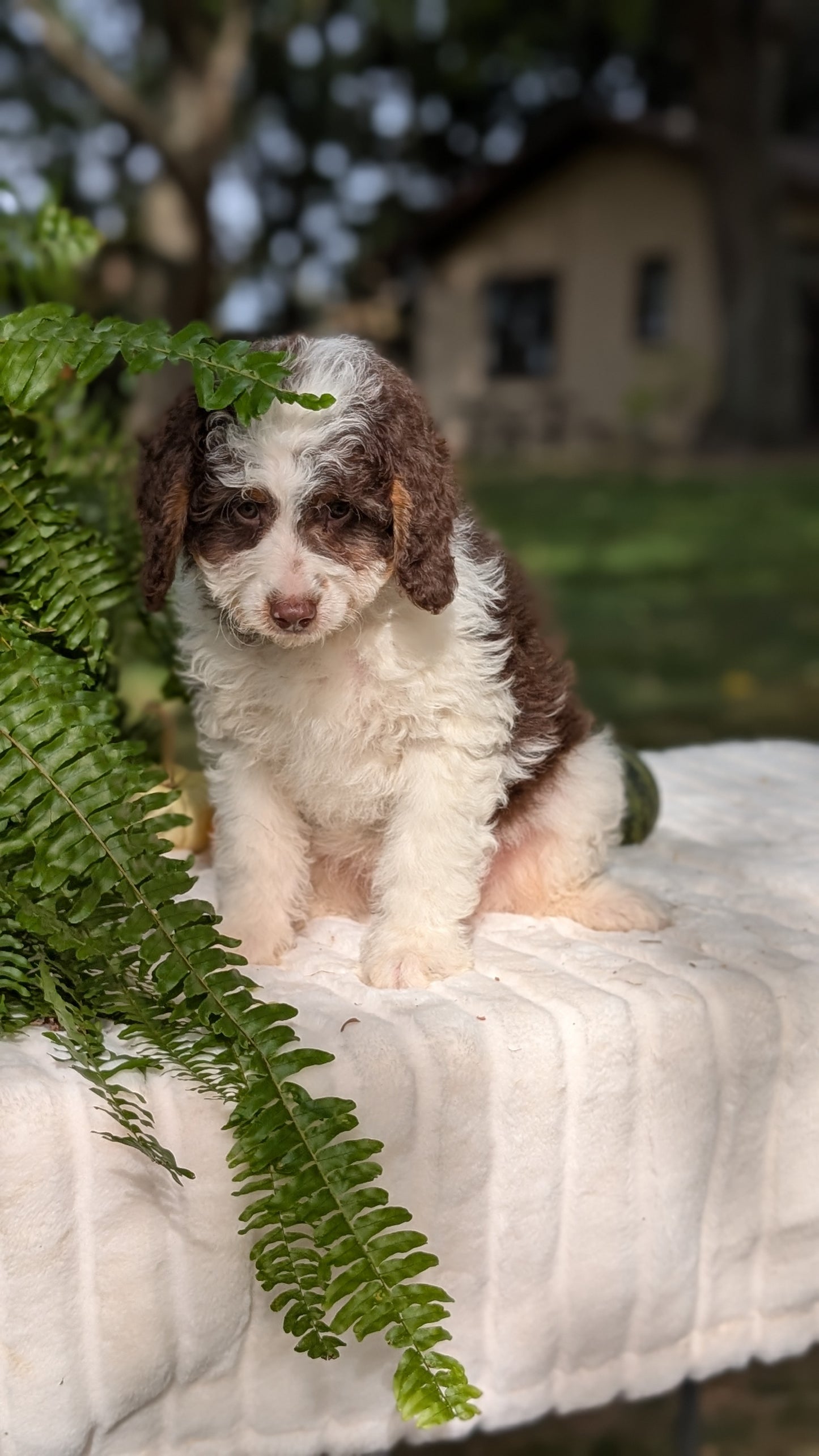 MINI BERNEDOODLE (08/06) MALE