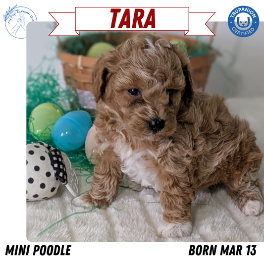 MINI POODLE (03/13) FEMALE