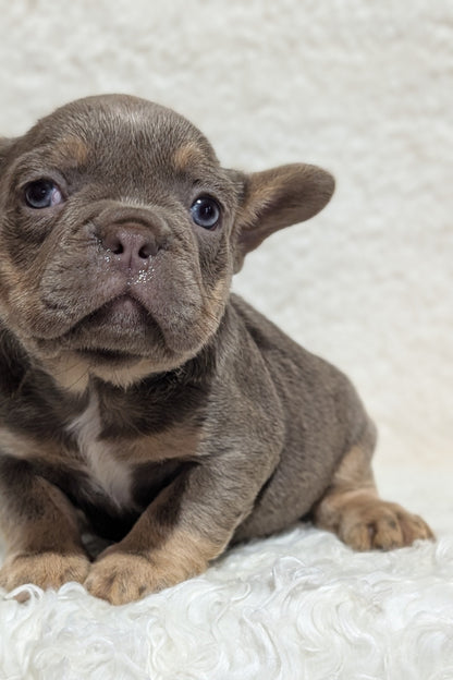FRENCH BULLDOG (JUN 29) MALES