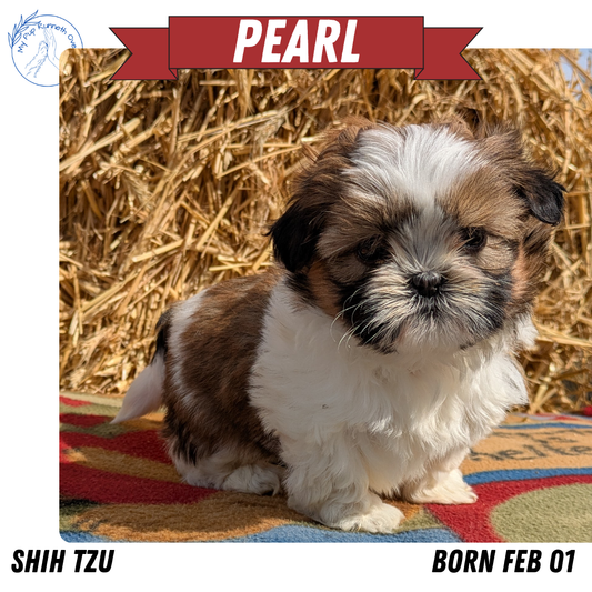 SHIH TZU (02/01) FEMALE