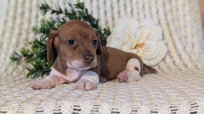 MINI DACHSHUND (JAN 16) FEMALES