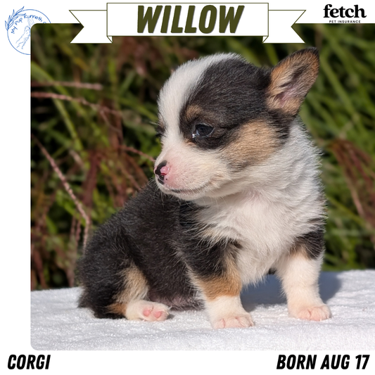 CORGI (AUG 17) 1 FEMALE