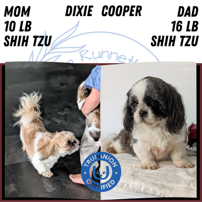 SHIH TZU (DEC 03) FEMALE