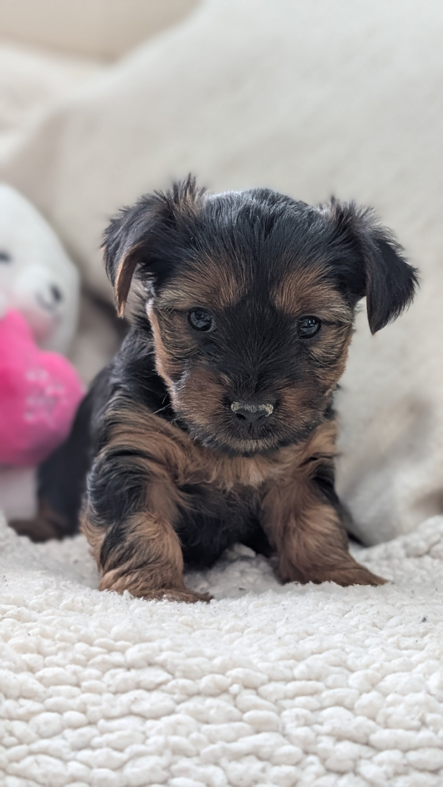 YORKSHIRE TERRIER (DEC 24) FEMALES
