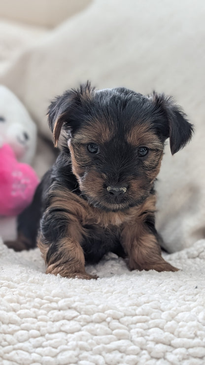 YORKSHIRE TERRIER (DEC 24) FEMALES
