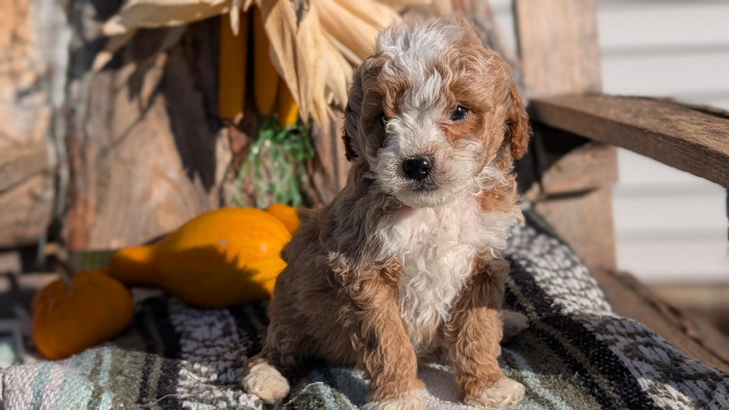 CAVAPOO (OCT 02) MALES
