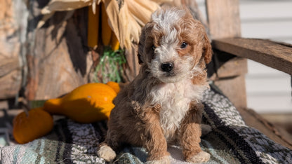 CAVAPOO (OCT 02) MALES