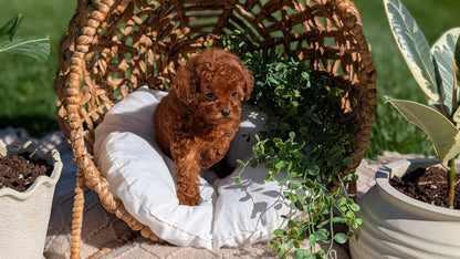 TOY POODLE (AUG 20) 1 FEMALE