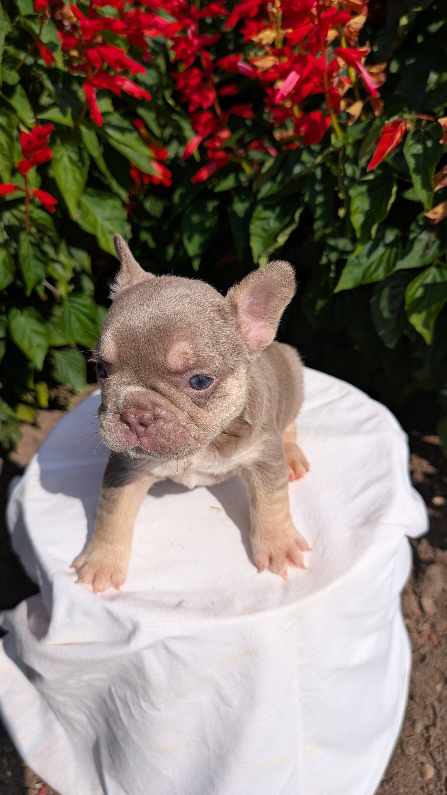 FRENCH BULLDOG (06/27) FEMALE