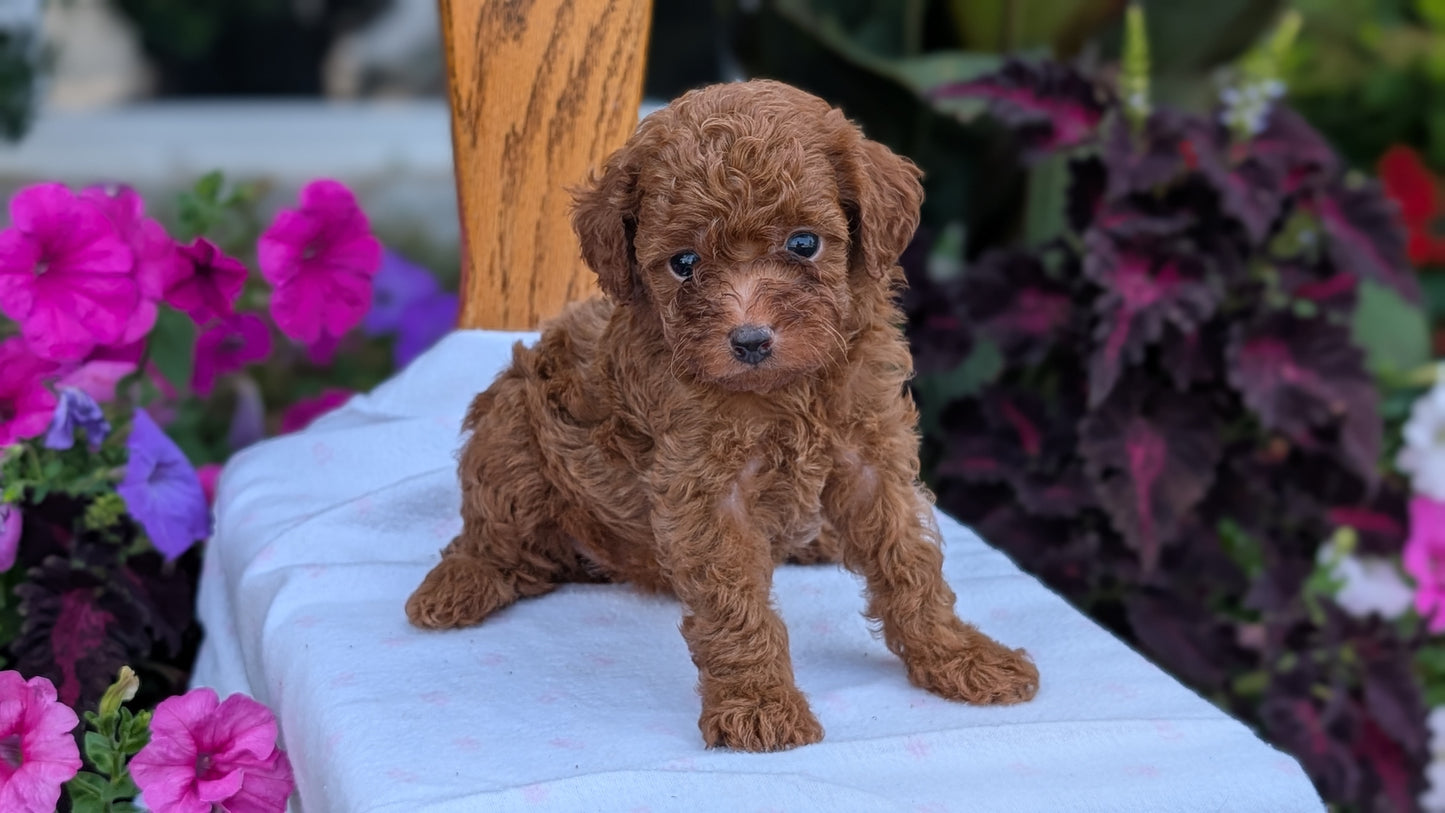 TOY POODLE (JUN 17) MALES