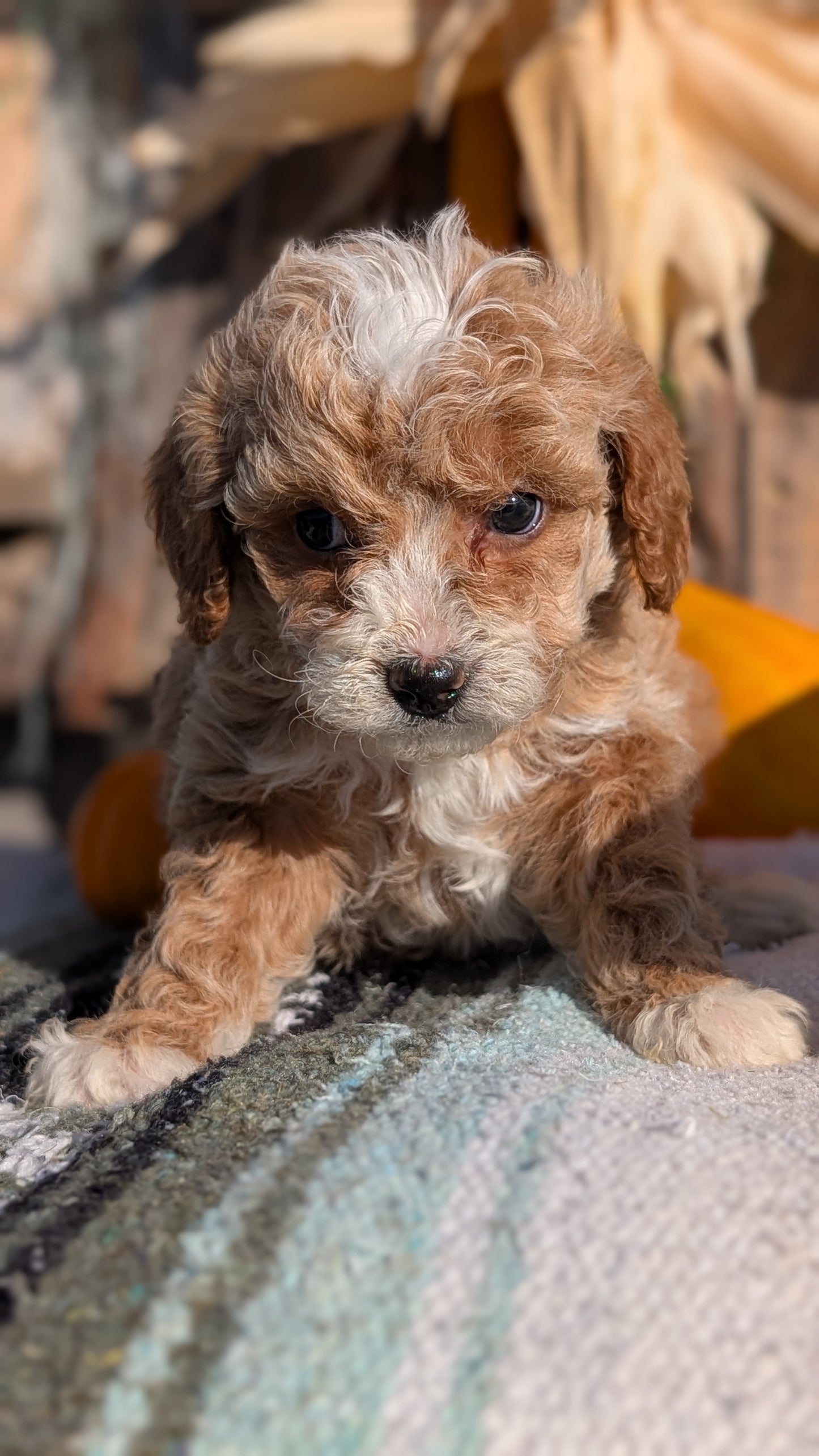 CAVAPOO (OCT 02) FEMALE